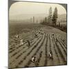 Strawberry Picking, Cedar Creek Farm, Hood River Valley, Oregon, Usa-Underwood & Underwood-Mounted Photographic Print