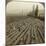 Strawberry Picking, Cedar Creek Farm, Hood River Valley, Oregon, Usa-Underwood & Underwood-Mounted Photographic Print