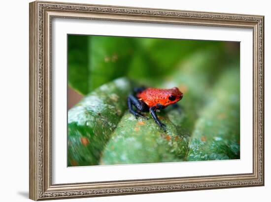 Strawberry Poison-Arrrow Frog, Red-And-Blue Poison-Arrow Frog, Flaming Poison-Arrow Frog, Blue Jean-null-Framed Giclee Print