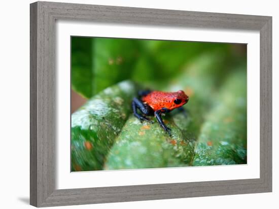 Strawberry Poison-Arrrow Frog, Red-And-Blue Poison-Arrow Frog, Flaming Poison-Arrow Frog, Blue Jean-null-Framed Giclee Print