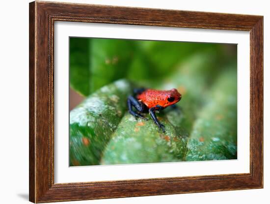 Strawberry Poison-Arrrow Frog, Red-And-Blue Poison-Arrow Frog, Flaming Poison-Arrow Frog, Blue Jean-null-Framed Giclee Print