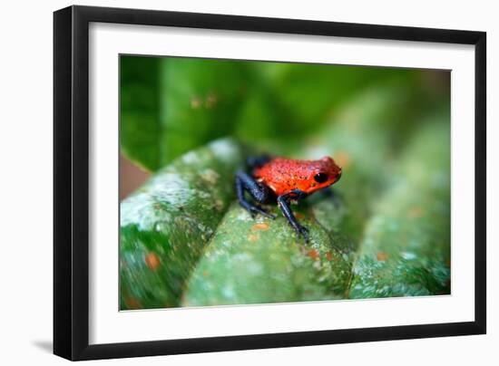 Strawberry Poison-Arrrow Frog, Red-And-Blue Poison-Arrow Frog, Flaming Poison-Arrow Frog, Blue Jean-null-Framed Giclee Print