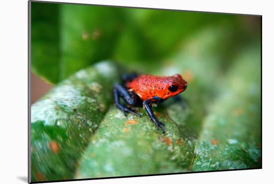 Strawberry Poison-Arrrow Frog, Red-And-Blue Poison-Arrow Frog, Flaming Poison-Arrow Frog, Blue Jean-null-Mounted Giclee Print