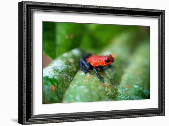 Strawberry Poison-Arrrow Frog, Red-And-Blue Poison-Arrow Frog, Flaming Poison-Arrow Frog, Blue Jean-null-Framed Giclee Print