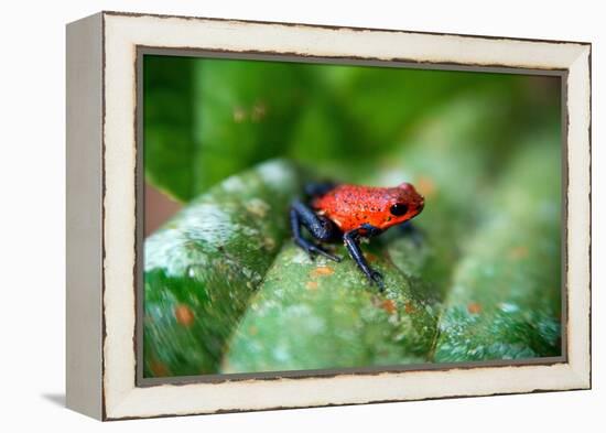 Strawberry Poison-Arrrow Frog, Red-And-Blue Poison-Arrow Frog, Flaming Poison-Arrow Frog, Blue Jean-null-Framed Premier Image Canvas