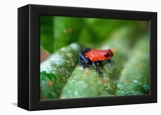 Strawberry Poison-Arrrow Frog, Red-And-Blue Poison-Arrow Frog, Flaming Poison-Arrow Frog, Blue Jean-null-Framed Premier Image Canvas