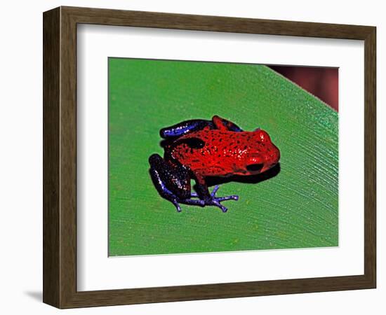 Strawberry Poison Dart Frog in a Rainforest, Costa Rica-Charles Sleicher-Framed Photographic Print