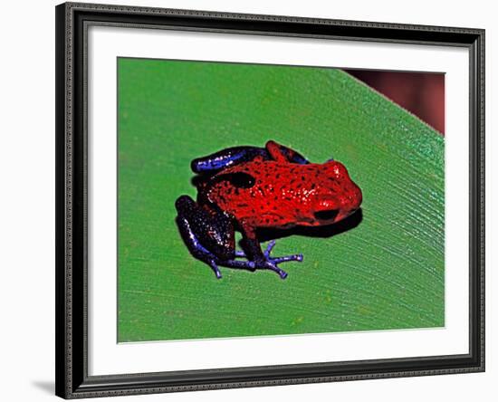 Strawberry Poison Dart Frog in a Rainforest, Costa Rica-Charles Sleicher-Framed Photographic Print