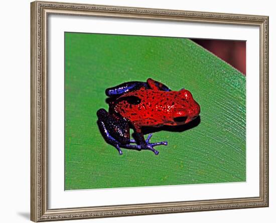 Strawberry Poison Dart Frog in a Rainforest, Costa Rica-Charles Sleicher-Framed Photographic Print