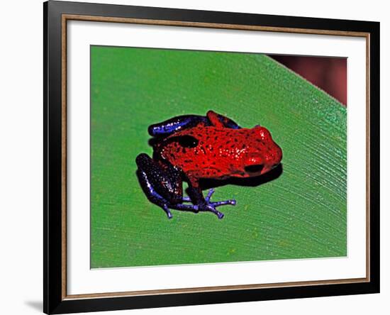 Strawberry Poison Dart Frog in a Rainforest, Costa Rica-Charles Sleicher-Framed Photographic Print