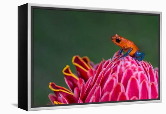 Strawberry Poison-Dart Frog (Oophaga Pumilio), Sarapiqui, Costa Rica-null-Framed Stretched Canvas