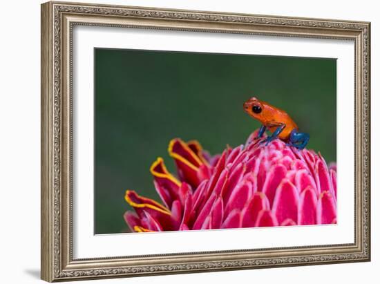 Strawberry Poison-Dart Frog (Oophaga Pumilio), Sarapiqui, Costa Rica-null-Framed Photographic Print