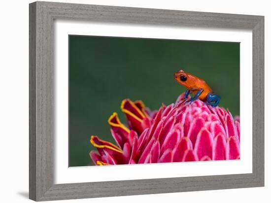 Strawberry Poison-Dart Frog (Oophaga Pumilio), Sarapiqui, Costa Rica-null-Framed Photographic Print