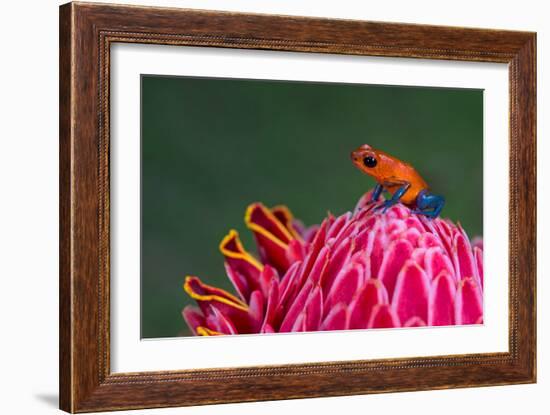 Strawberry Poison-Dart Frog (Oophaga Pumilio), Sarapiqui, Costa Rica-null-Framed Photographic Print