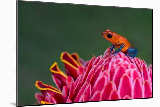 Strawberry Poison-Dart Frog (Oophaga Pumilio), Sarapiqui, Costa Rica-null-Mounted Photographic Print