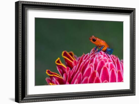 Strawberry Poison-Dart Frog (Oophaga Pumilio), Sarapiqui, Costa Rica-null-Framed Photographic Print