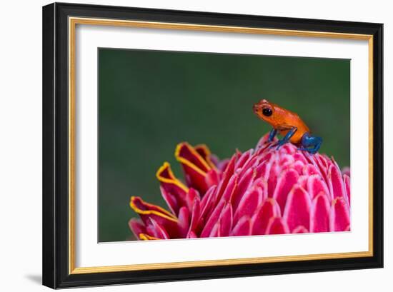 Strawberry Poison-Dart Frog (Oophaga Pumilio), Sarapiqui, Costa Rica-null-Framed Photographic Print