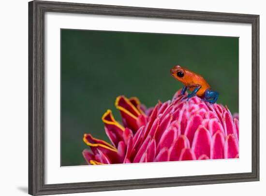 Strawberry Poison-Dart Frog (Oophaga Pumilio), Sarapiqui, Costa Rica--Framed Photographic Print