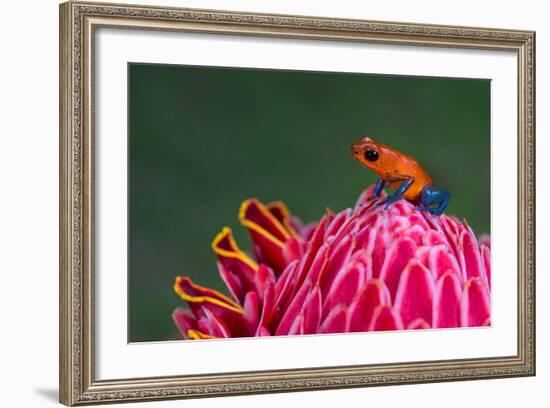 Strawberry Poison-Dart Frog (Oophaga Pumilio), Sarapiqui, Costa Rica-null-Framed Photographic Print