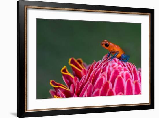 Strawberry Poison-Dart Frog (Oophaga Pumilio), Sarapiqui, Costa Rica-null-Framed Photographic Print