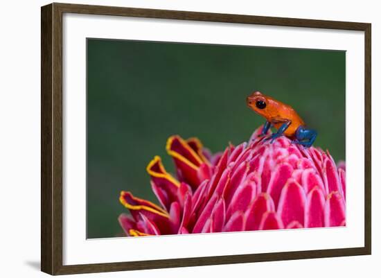 Strawberry Poison-Dart Frog (Oophaga Pumilio), Sarapiqui, Costa Rica-null-Framed Photographic Print