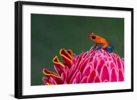 Strawberry Poison-Dart Frog (Oophaga Pumilio), Sarapiqui, Costa Rica-null-Framed Photographic Print