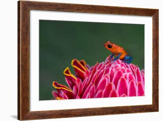 Strawberry Poison-Dart Frog (Oophaga Pumilio), Sarapiqui, Costa Rica-null-Framed Photographic Print