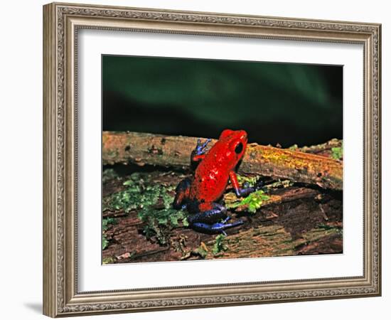 Strawberry Poison Dart Frog, Rainforest, Costa Rica-Charles Sleicher-Framed Photographic Print