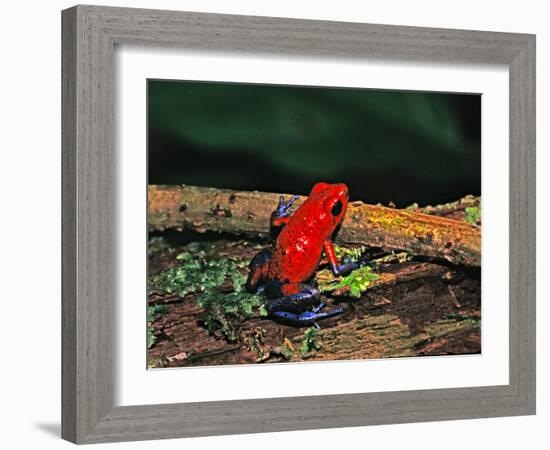 Strawberry Poison Dart Frog, Rainforest, Costa Rica-Charles Sleicher-Framed Photographic Print