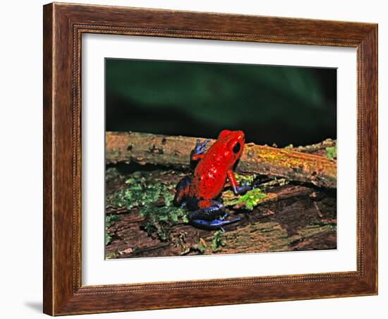 Strawberry Poison Dart Frog, Rainforest, Costa Rica-Charles Sleicher-Framed Photographic Print
