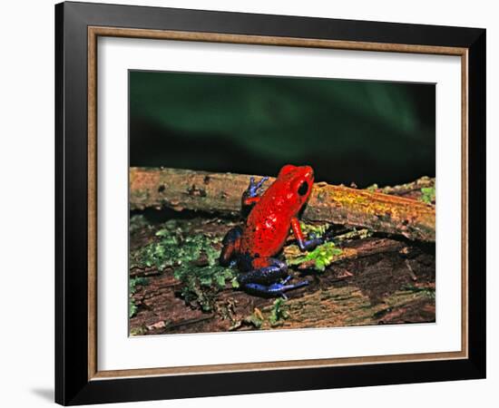 Strawberry Poison Dart Frog, Rainforest, Costa Rica-Charles Sleicher-Framed Photographic Print