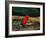 Strawberry Poison Dart Frog, Rainforest, Costa Rica-Charles Sleicher-Framed Photographic Print