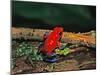 Strawberry Poison Dart Frog, Rainforest, Costa Rica-Charles Sleicher-Mounted Photographic Print