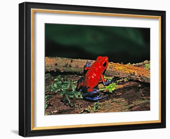 Strawberry Poison Dart Frog, Rainforest, Costa Rica-Charles Sleicher-Framed Photographic Print