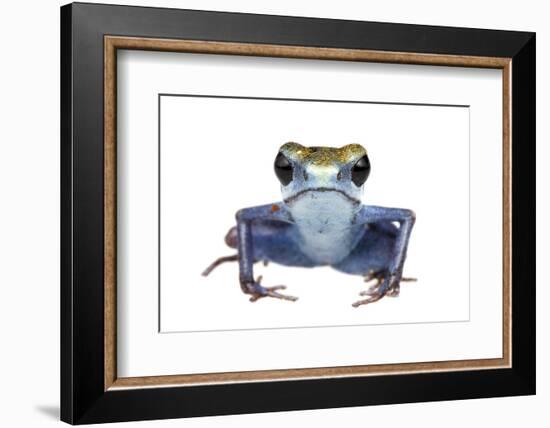 Strawberry Poison Frog (Oophaga Pumilio) Escudo De Veraguas, Panama. Meetyourneighbours. Net Projec-Jp Lawrence-Framed Photographic Print