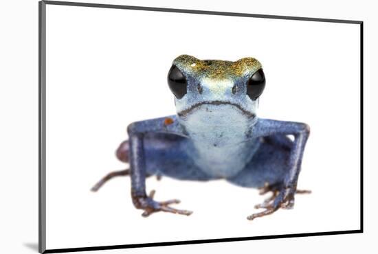 Strawberry Poison Frog (Oophaga Pumilio) Escudo De Veraguas, Panama. Meetyourneighbours. Net Projec-Jp Lawrence-Mounted Photographic Print