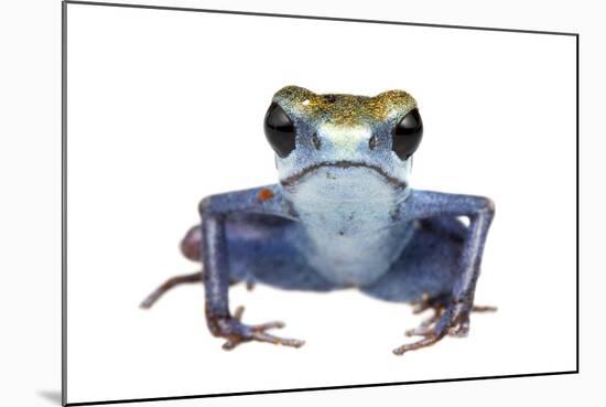 Strawberry Poison Frog (Oophaga Pumilio) Escudo De Veraguas, Panama. Meetyourneighbours. Net Projec-Jp Lawrence-Mounted Photographic Print