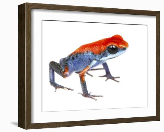 Strawberry Poison Frog (Oophaga Pumilio) Escudo De Veraguas, Panama. Meetyourneighbours.Net Project-Jp Lawrence-Framed Photographic Print