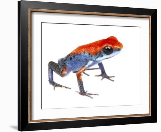 Strawberry Poison Frog (Oophaga Pumilio) Escudo De Veraguas, Panama. Meetyourneighbours.Net Project-Jp Lawrence-Framed Photographic Print