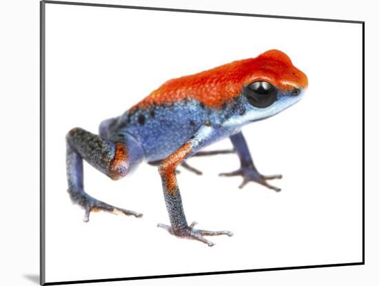 Strawberry Poison Frog (Oophaga Pumilio) Escudo De Veraguas, Panama. Meetyourneighbours.Net Project-Jp Lawrence-Mounted Photographic Print