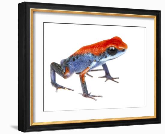 Strawberry Poison Frog (Oophaga Pumilio) Escudo De Veraguas, Panama. Meetyourneighbours.Net Project-Jp Lawrence-Framed Photographic Print