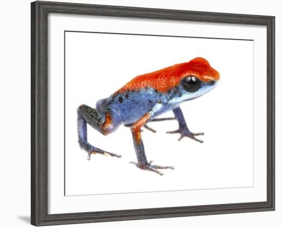 Strawberry Poison Frog (Oophaga Pumilio) Escudo De Veraguas, Panama. Meetyourneighbours.Net Project-Jp Lawrence-Framed Photographic Print