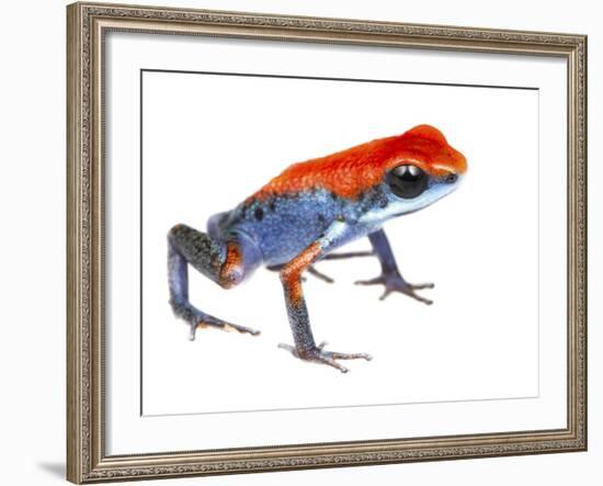 Strawberry Poison Frog (Oophaga Pumilio) Escudo De Veraguas, Panama. Meetyourneighbours.Net Project-Jp Lawrence-Framed Photographic Print