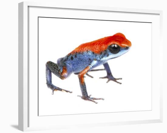 Strawberry Poison Frog (Oophaga Pumilio) Escudo De Veraguas, Panama. Meetyourneighbours.Net Project-Jp Lawrence-Framed Photographic Print