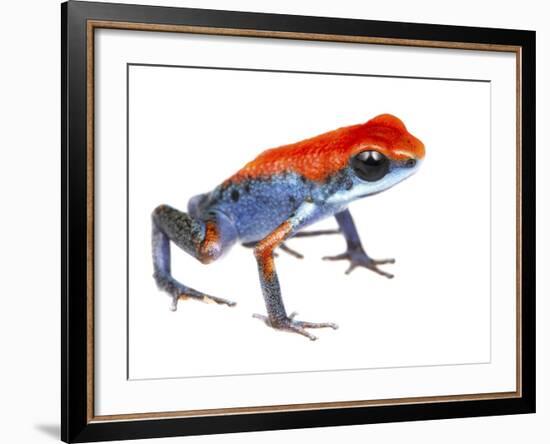 Strawberry Poison Frog (Oophaga Pumilio) Escudo De Veraguas, Panama. Meetyourneighbours.Net Project-Jp Lawrence-Framed Photographic Print