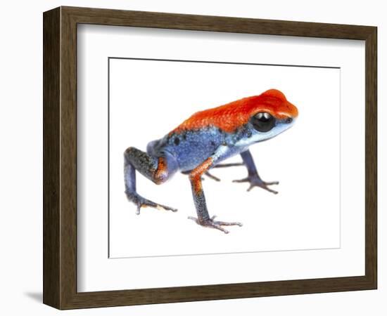 Strawberry Poison Frog (Oophaga Pumilio) Escudo De Veraguas, Panama. Meetyourneighbours.Net Project-Jp Lawrence-Framed Photographic Print