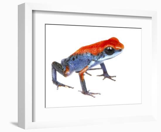 Strawberry Poison Frog (Oophaga Pumilio) Escudo De Veraguas, Panama. Meetyourneighbours.Net Project-Jp Lawrence-Framed Photographic Print