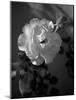 Strawberry Rose-Nicole Katano-Mounted Photo