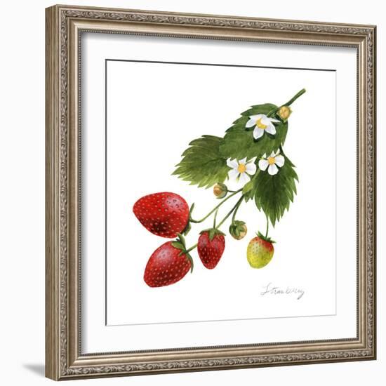 Strawberry Study II-Grace Popp-Framed Art Print