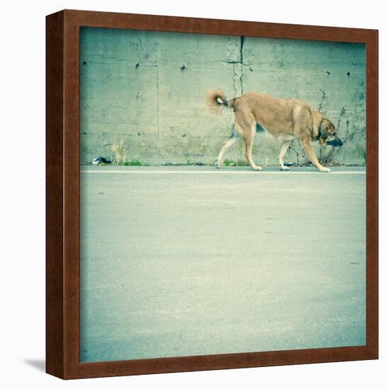 Stray Dog Walking-Lars Hallstrom-Framed Photographic Print